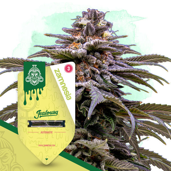 Jealousy Autoflower (Zamnesia Seeds) Feminizada