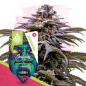 Jealousy Autoflower (Zamnesia Seeds) Feminizada