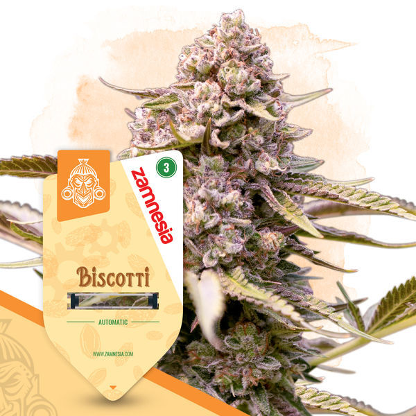 Biscotti Autoflower (feminizado) da Zamnesia Seeds