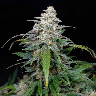 Biscotti Autoflower (feminizado) da Zamnesia Seeds