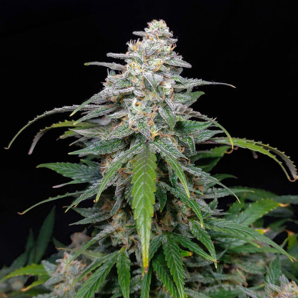 Biscotti Autoflower (feminizado) da Zamnesia Seeds