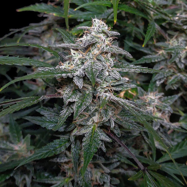 Biscotti Autoflower (feminizado) da Zamnesia Seeds