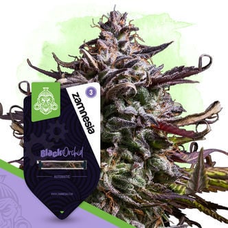 Black Orchid Autoflower (Zamnesia Seeds) feminizada