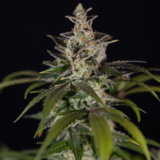 Black Orchid Autoflower (Zamnesia Seeds) feminizada