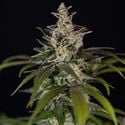 Black Orchid Autoflower (Zamnesia Seeds) feminizada