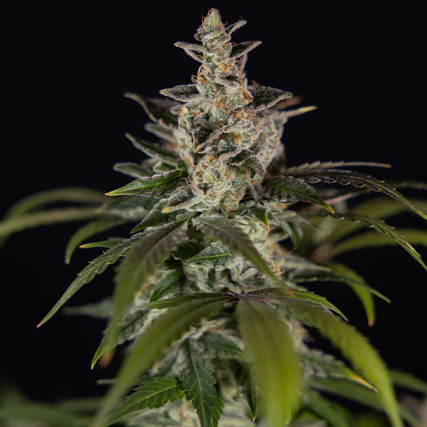 Black Orchid Autoflower (Zamnesia Seeds) feminizada