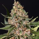 Black Orchid Autoflower (Zamnesia Seeds) feminizada