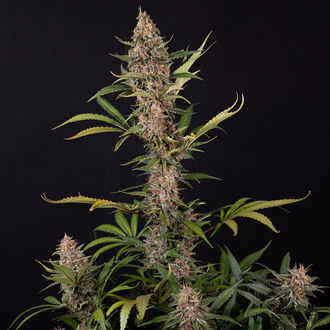 Black Orchid Autoflower (Zamnesia Seeds) feminizada
