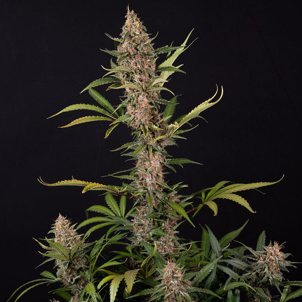 Black Orchid Autoflower (Zamnesia Seeds) feminizada