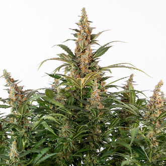 Black Orchid Autoflower (Zamnesia Seeds) feminizada
