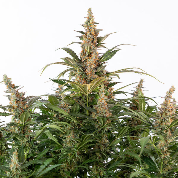 Black Orchid Autoflower (Zamnesia Seeds) feminizada