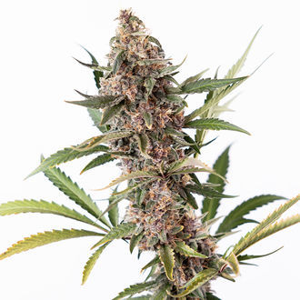 Black Orchid Autoflower (Zamnesia Seeds) feminizada