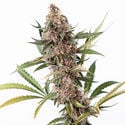 Black Orchid Autoflower (Zamnesia Seeds) feminizada