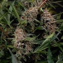 Black Orchid Autoflower (Zamnesia Seeds) feminizada