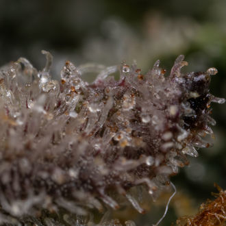 Black Orchid Autoflower (Zamnesia Seeds) feminizada