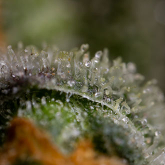 Black Orchid Autoflower (Zamnesia Seeds) feminizada