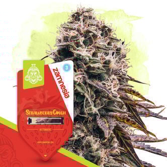 Strawberry Cough Autoflower (Zamnesia Seeds) feminizada