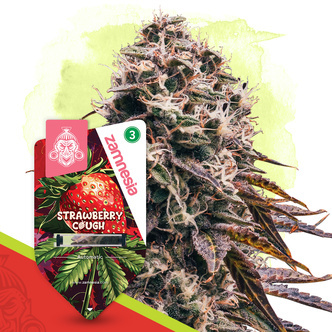 Strawberry Cough Autoflower (Zamnesia Seeds) feminizada