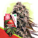 Strawberry Cough Autoflower (Zamnesia Seeds) feminizada