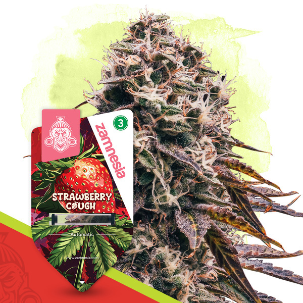 Strawberry Cough Autoflower (Zamnesia Seeds) feminizada