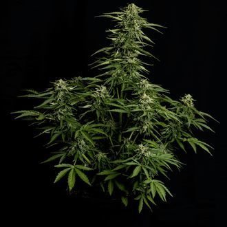 Epsilon F1 Autoflorescente (Royal Queen Seeds) Feminizada