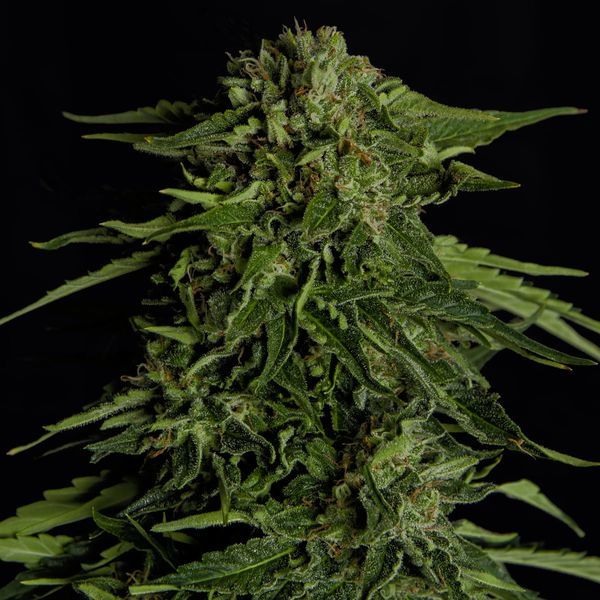 Epsilon F1 Autoflorescente (Royal Queen Seeds) Feminizada