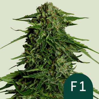 Epsilon F1 Autoflorescente (Royal Queen Seeds) Feminizada