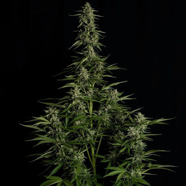 Medusa F1 Autoflorescente (Royal Queen Seeds) Feminizada