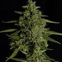 Medusa F1 Autoflorescente (Royal Queen Seeds) Feminizada