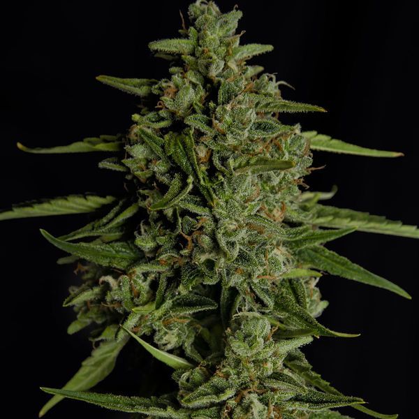 Medusa F1 Autoflorescente (Royal Queen Seeds) Feminizada