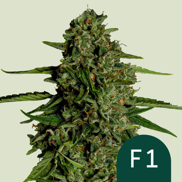 Medusa F1 Autoflorescente (Royal Queen Seeds) Feminizada