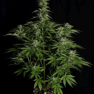 Hyperion F1 Autoflorescente (Royal Queen Seeds) Feminizada