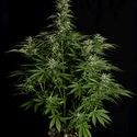 Hyperion F1 Autoflorescente (Royal Queen Seeds) Feminizada