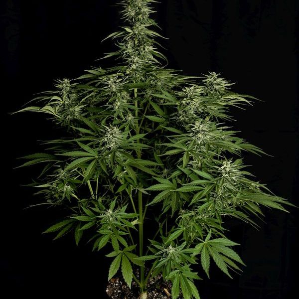 Hyperion F1 Autoflorescente (Royal Queen Seeds) Feminizada
