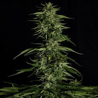 Hyperion F1 Autoflorescente (Royal Queen Seeds) Feminizada