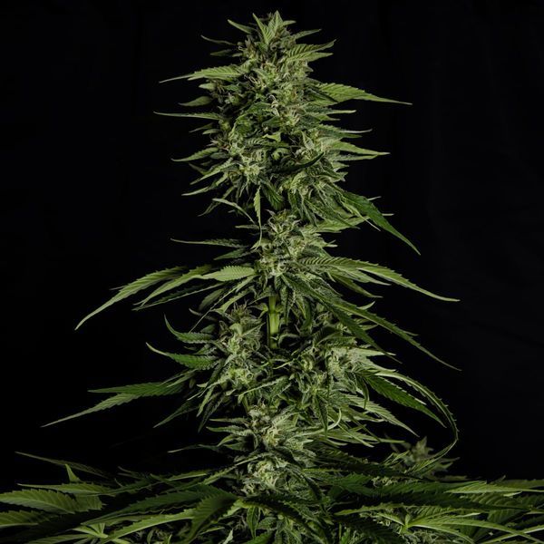 Hyperion F1 Autoflorescente (Royal Queen Seeds) Feminizada