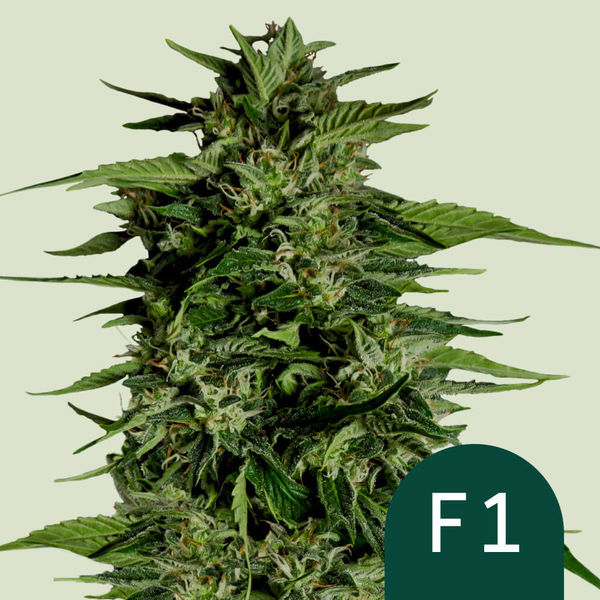 Hyperion F1 Autoflorescente (Royal Queen Seeds) Feminizada