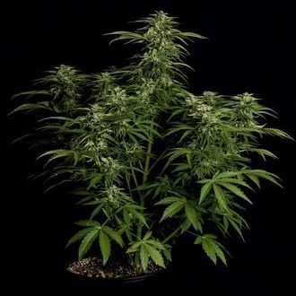 Apollo F1 Autoflorescente (Royal Queen Seeds) Feminizada