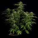 Apollo F1 Autoflorescente (Royal Queen Seeds) Feminizada