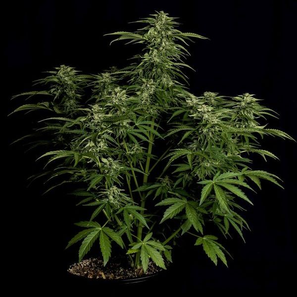 Apollo F1 Autoflorescente (Royal Queen Seeds) Feminizada