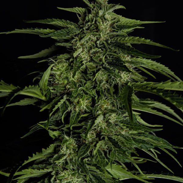 Apollo F1 Autoflorescente (Royal Queen Seeds) Feminizada
