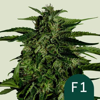 Apollo F1 Autoflorescente (Royal Queen Seeds) Feminizada