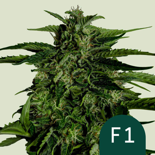 Apollo F1 Autoflorescente (Royal Queen Seeds) Feminizada