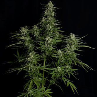 Titan F1 Autoflorescente (Royal Queen Seeds) Feminizada