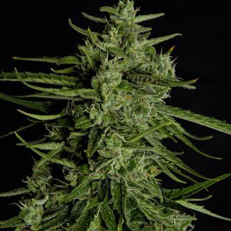 Titan F1 Autoflorescente (Royal Queen Seeds) Feminizada
