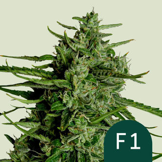 Titan F1 Autoflorescente (Royal Queen Seeds) Feminizada