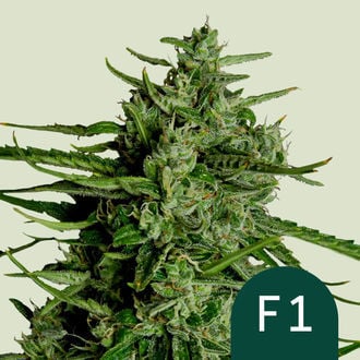 Titan F1 Autoflorescente (Royal Queen Seeds) Feminizada