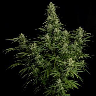 Milky Way F1 Autoflorescente (Royal Queen Seeds) Feminizada