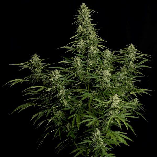 Milky Way F1 Autoflorescente (Royal Queen Seeds) Feminizada