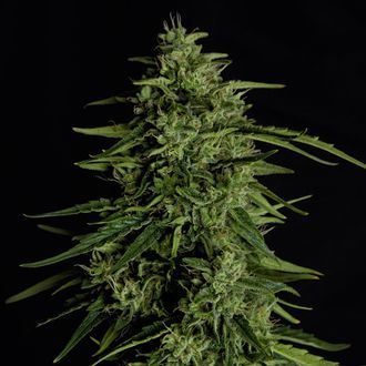 Milky Way F1 Autoflorescente (Royal Queen Seeds) Feminizada